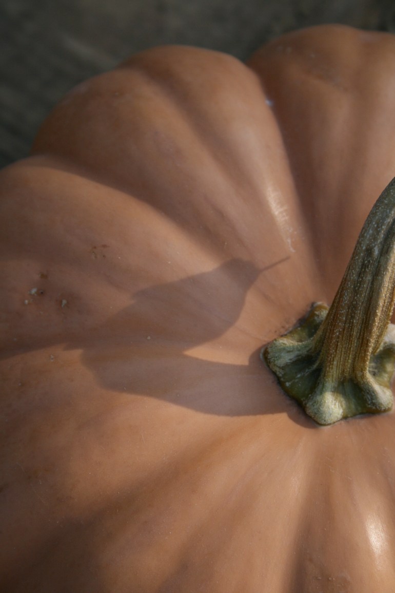 pumpkin