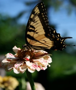 swallowtail butterfly on a zinnia