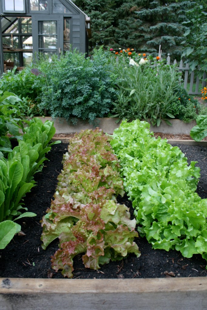 I dedicated one of the raised beds to leafy greens last season.  