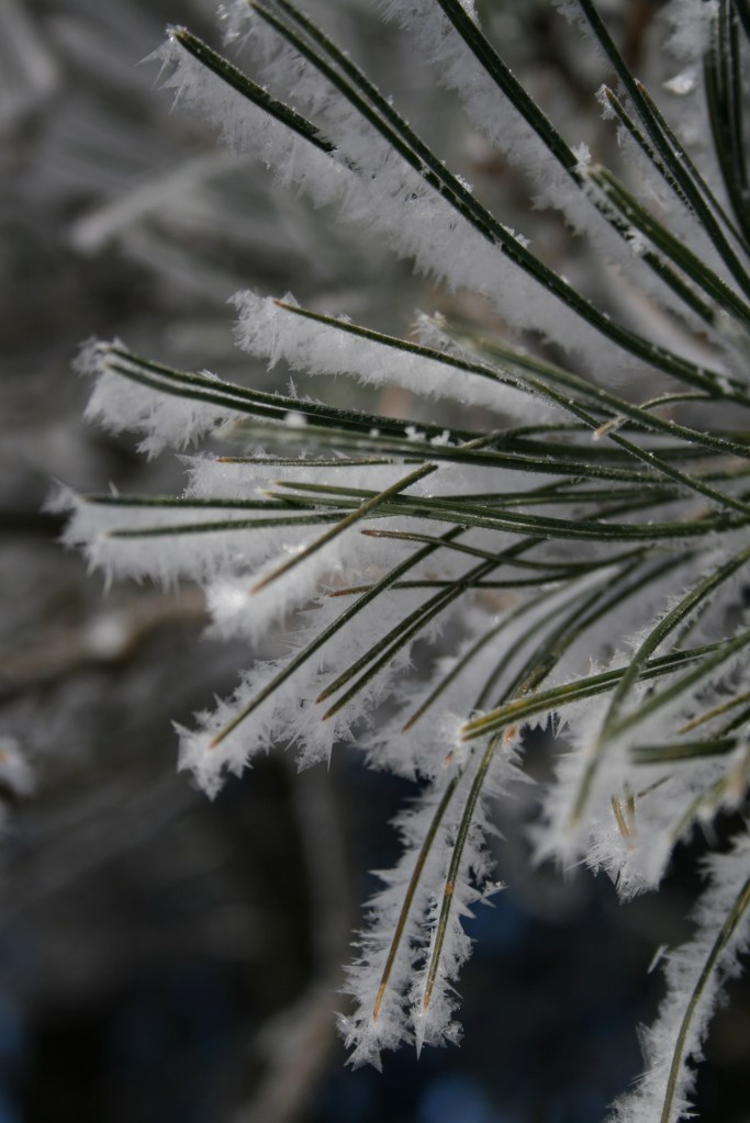 I'm in the mood for snow