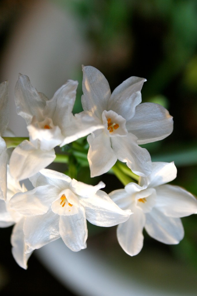 Paper whites are blooming