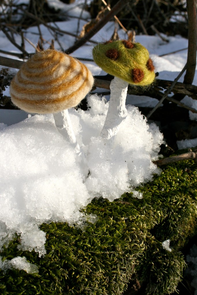Wooly Winter mushrooms!