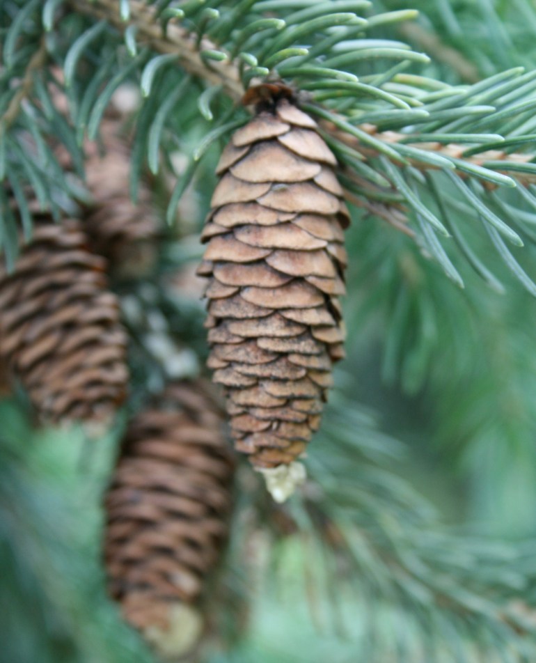 Pine cones