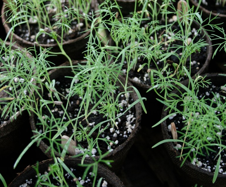 Baby Herb seedlings....ahhh