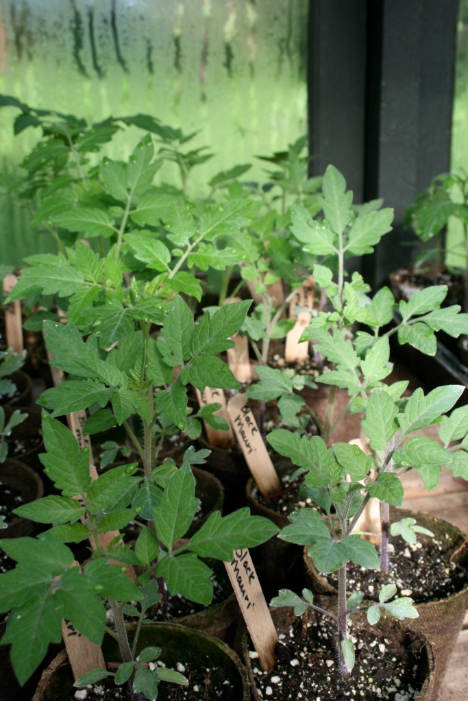 Heirloom tomato plants.
