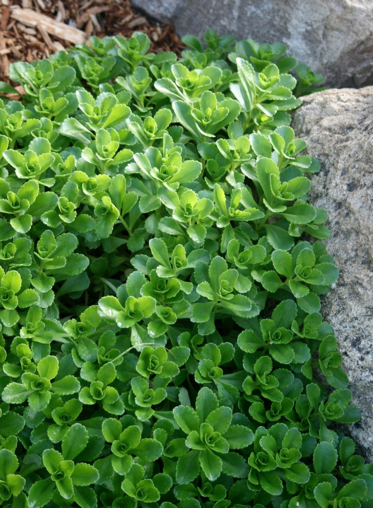 Stonecrop