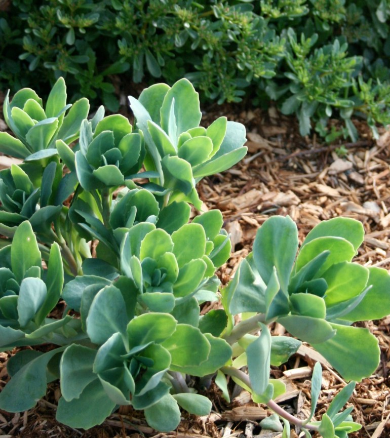 Sedum-Stonecrop