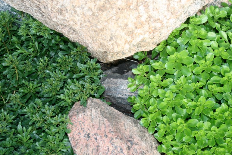 Sedum-Stonecrop