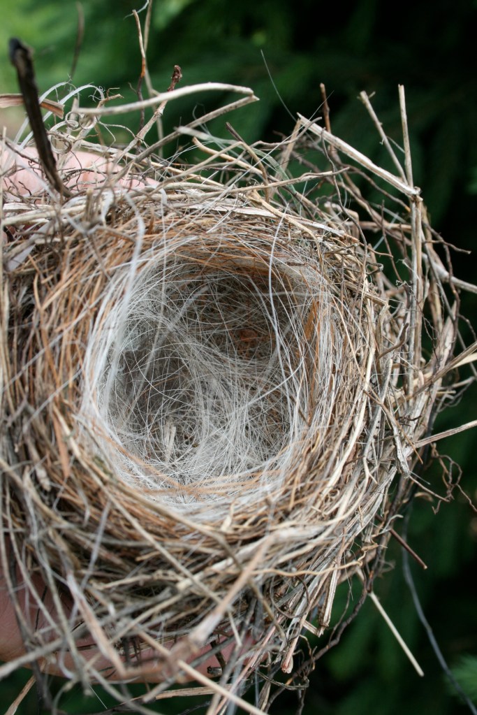 nest