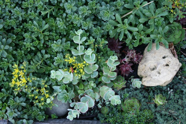 Sedum-Stonecrop