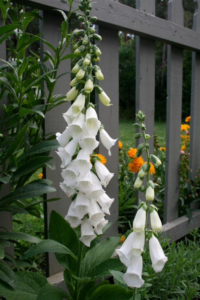 Foxglove