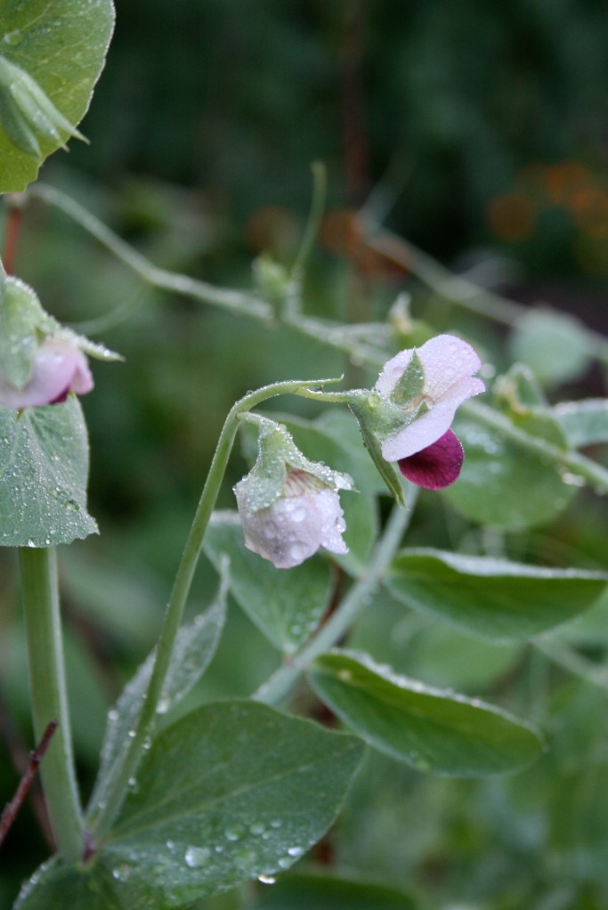 Heirloom grey snow pea