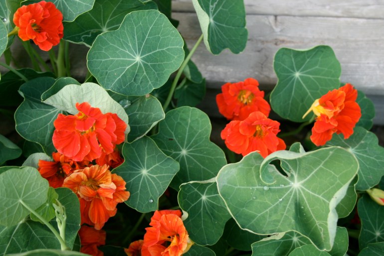 Nasturtium