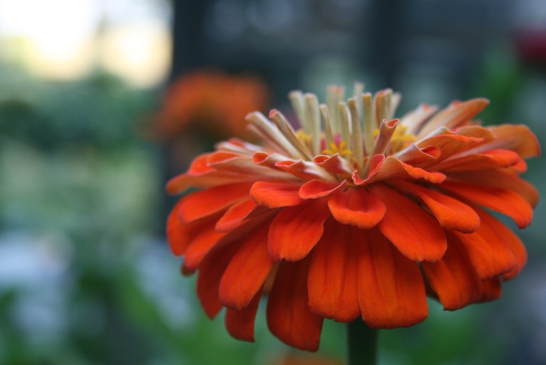Zinnia