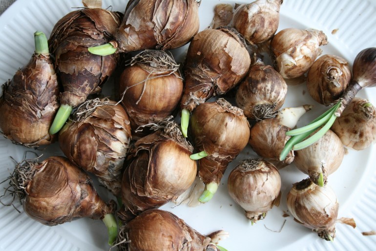 Chilled Daffodil bulbs ready to plant.