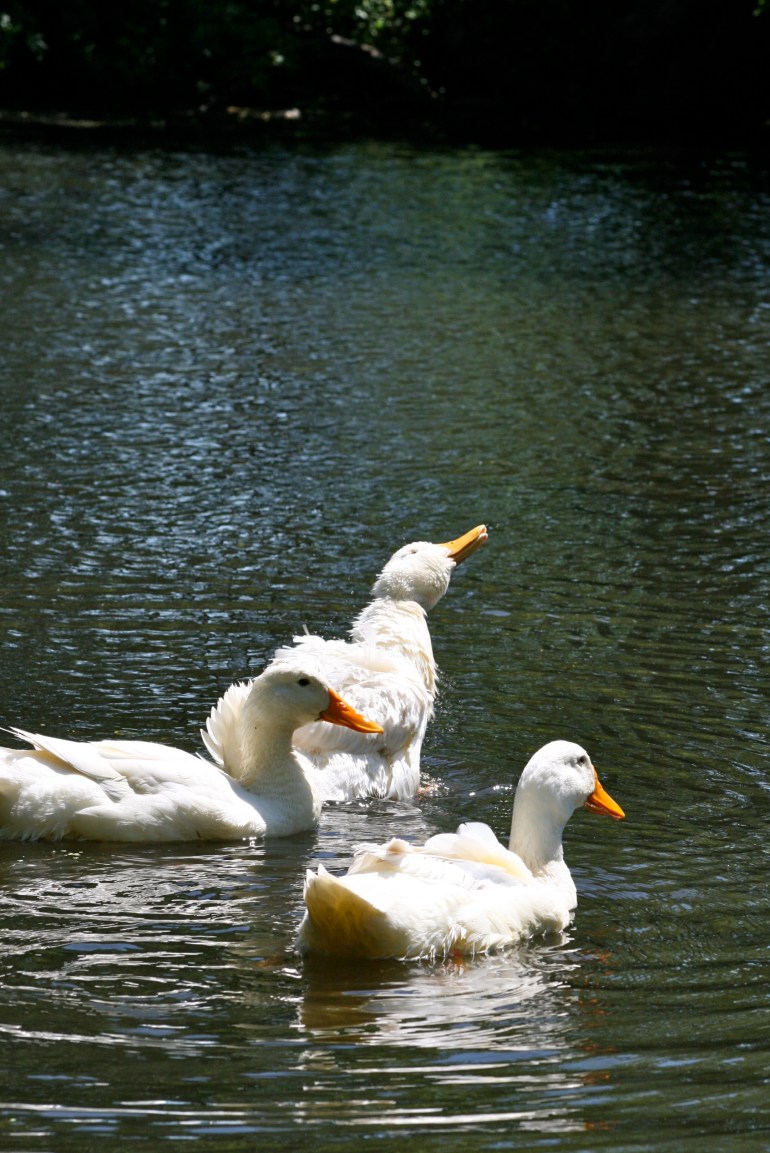 Hoping for little ducklings!