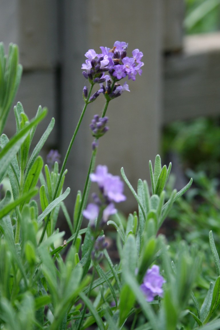 I'm going to grow Lavender some day...