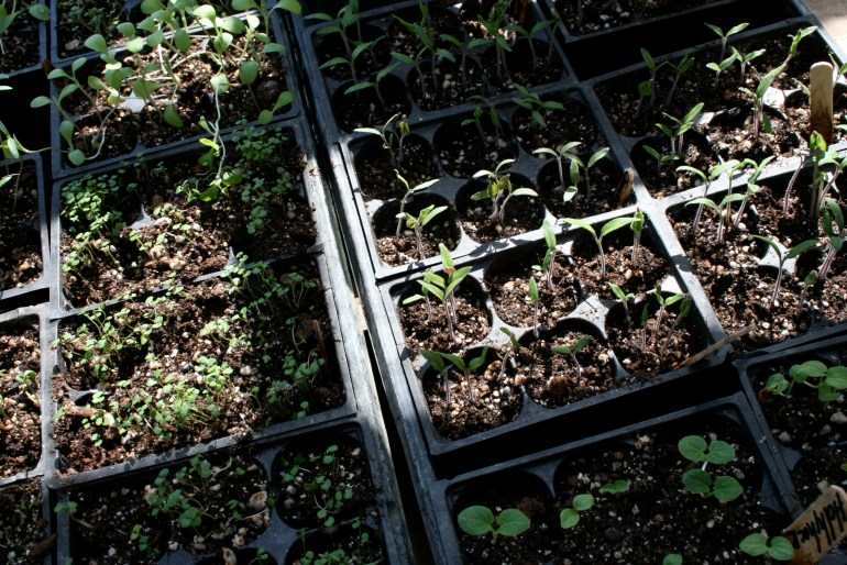Seedlings