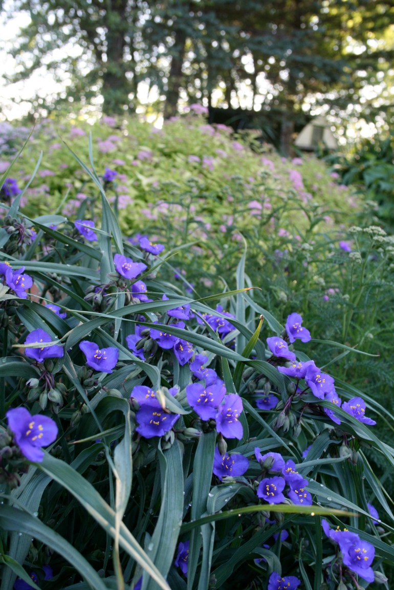 Spiderwort