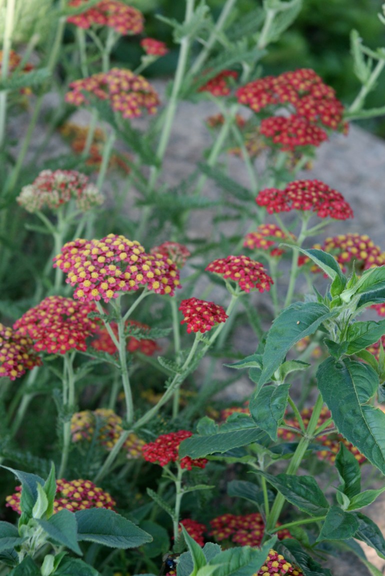 Achillea Yarrow--Paprika
