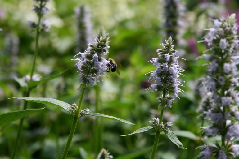Anise Hyssop