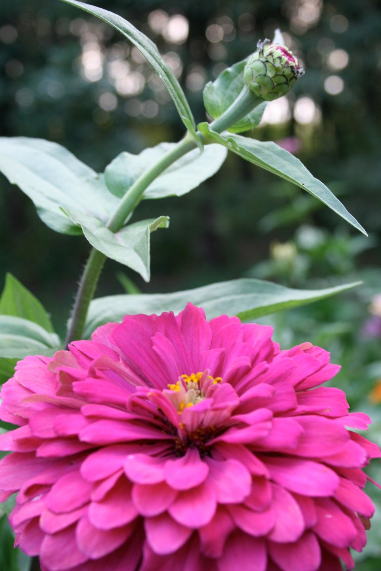 The Zinnia's are coming