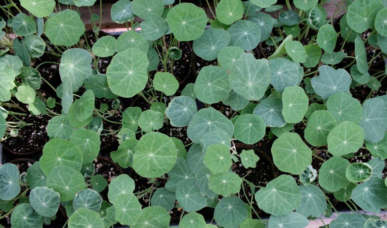The greenhouse is lush and happy!