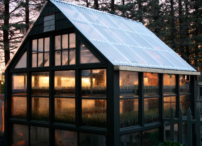 Sunrise in the greenhouse