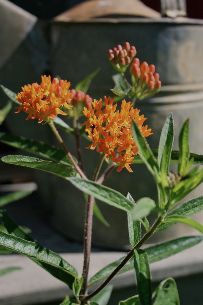 Loss or opportunity in the garden?