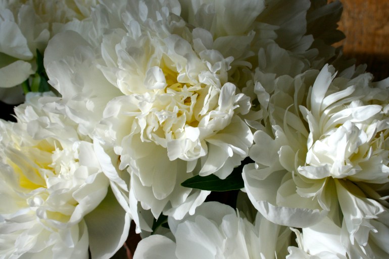 Beautiful Peonies