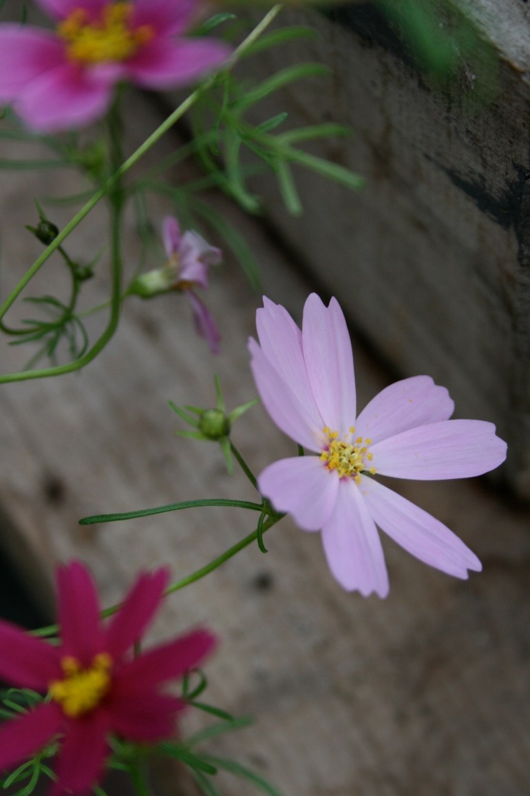 Instructions for living a life