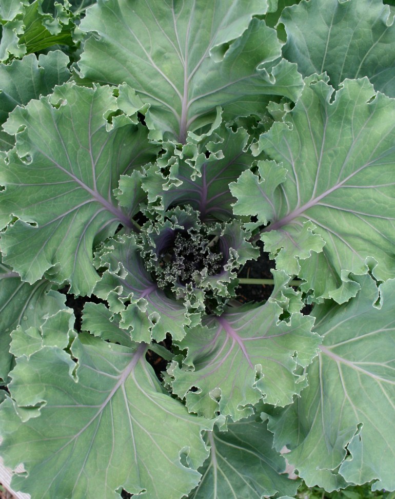 Flowering Kale