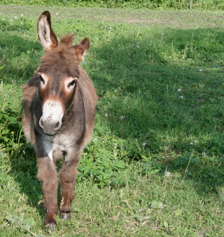 He always comes running to see me!