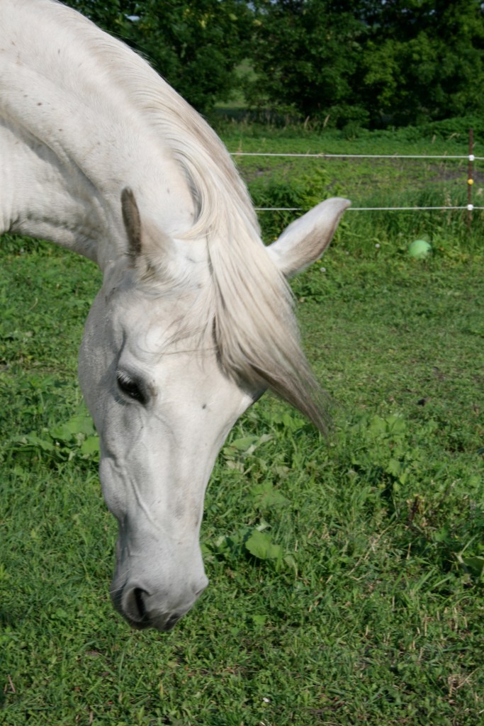 Flame wanted in on the photo shoot!