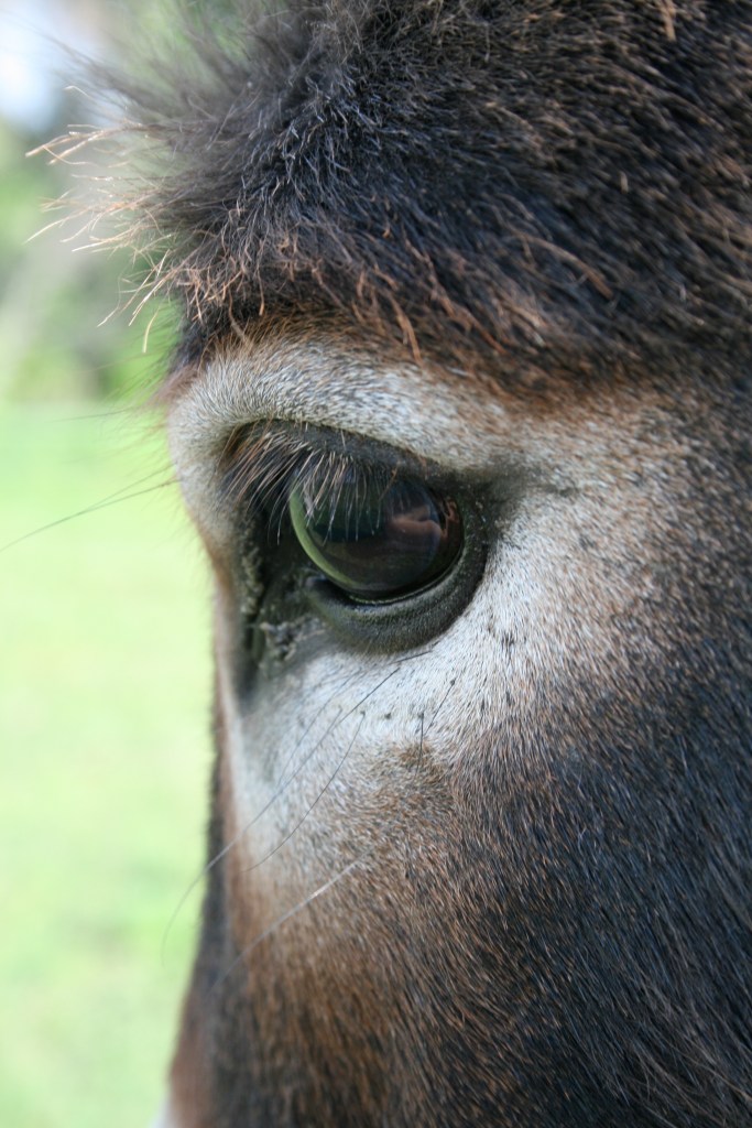 Those ears, that round belly, and those big eyes!  Who can resist?  