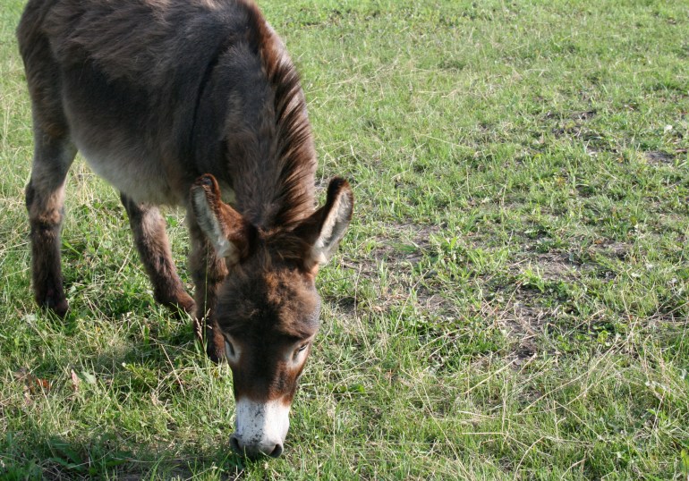 Making sure that belly is full of Summer grass!