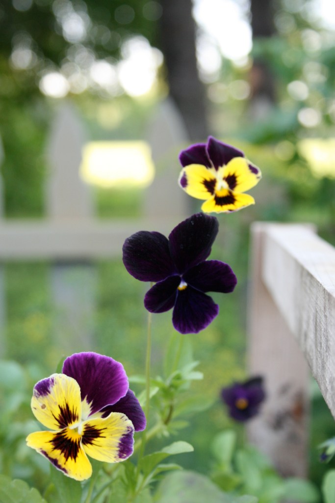 Pansies