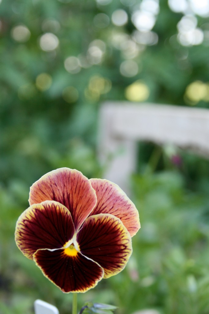 Pansies