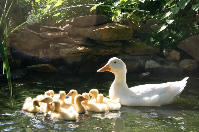 I was a nervous wreck watching, but Mama Duck was in complete control.