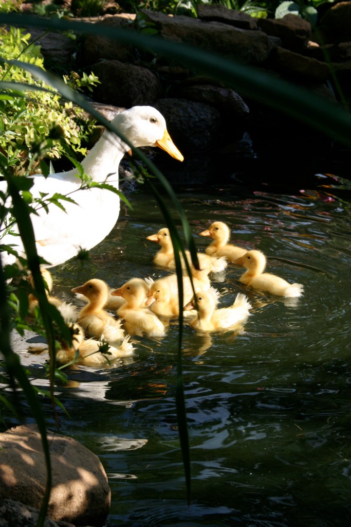 The ducklings and Mama swam, ate bugs, and snoozed on the pond edge.