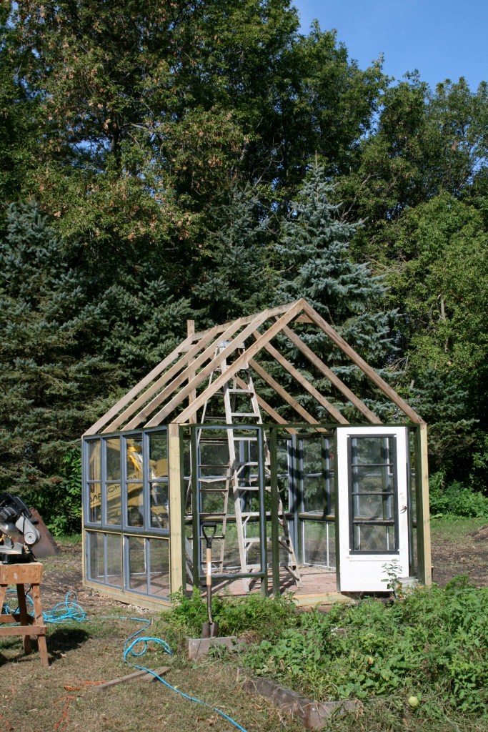 Rafters in place, it's really taking shape now!