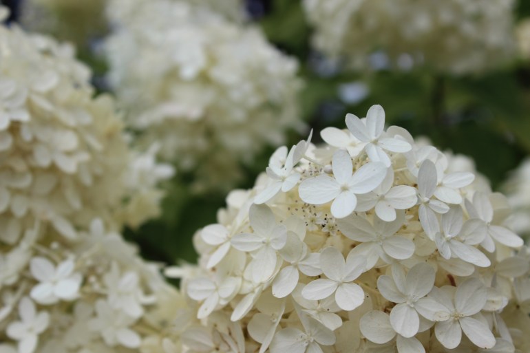 Lovely September garden