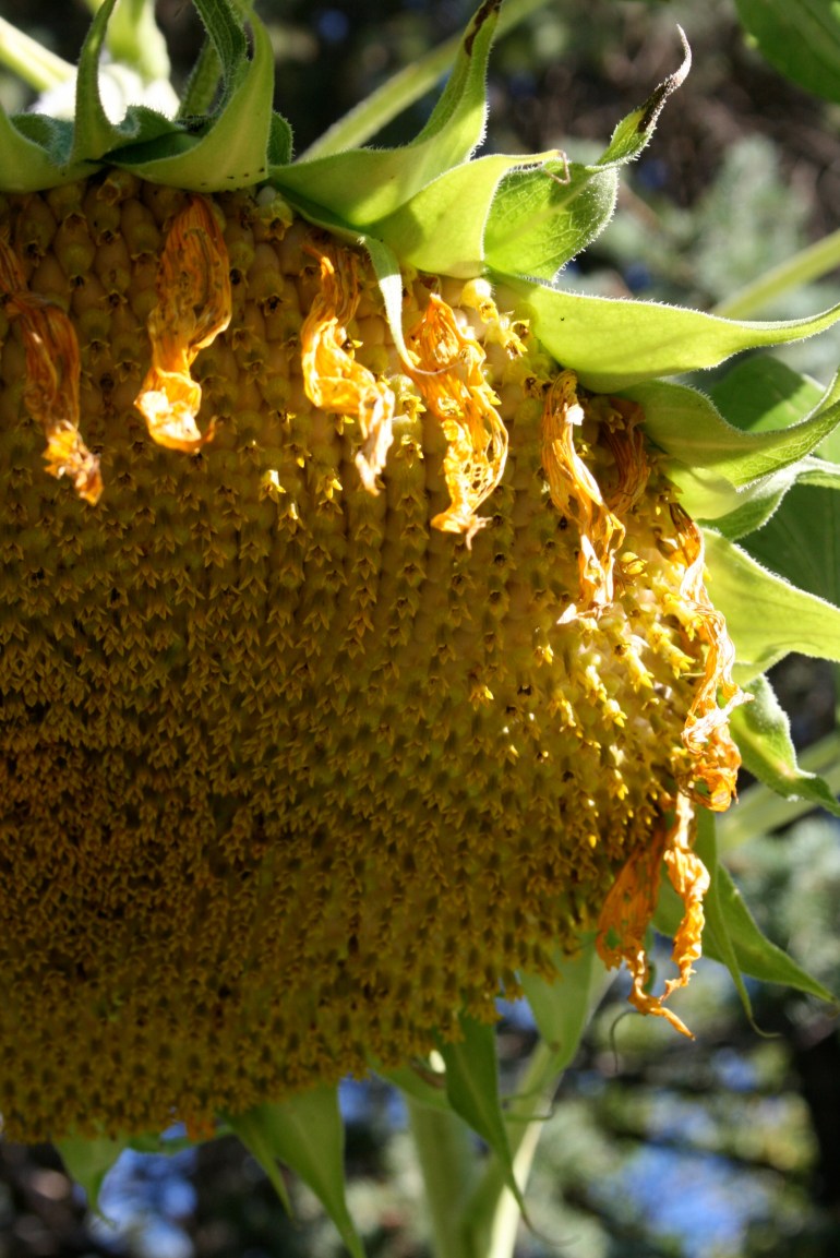 Sunflower partnership