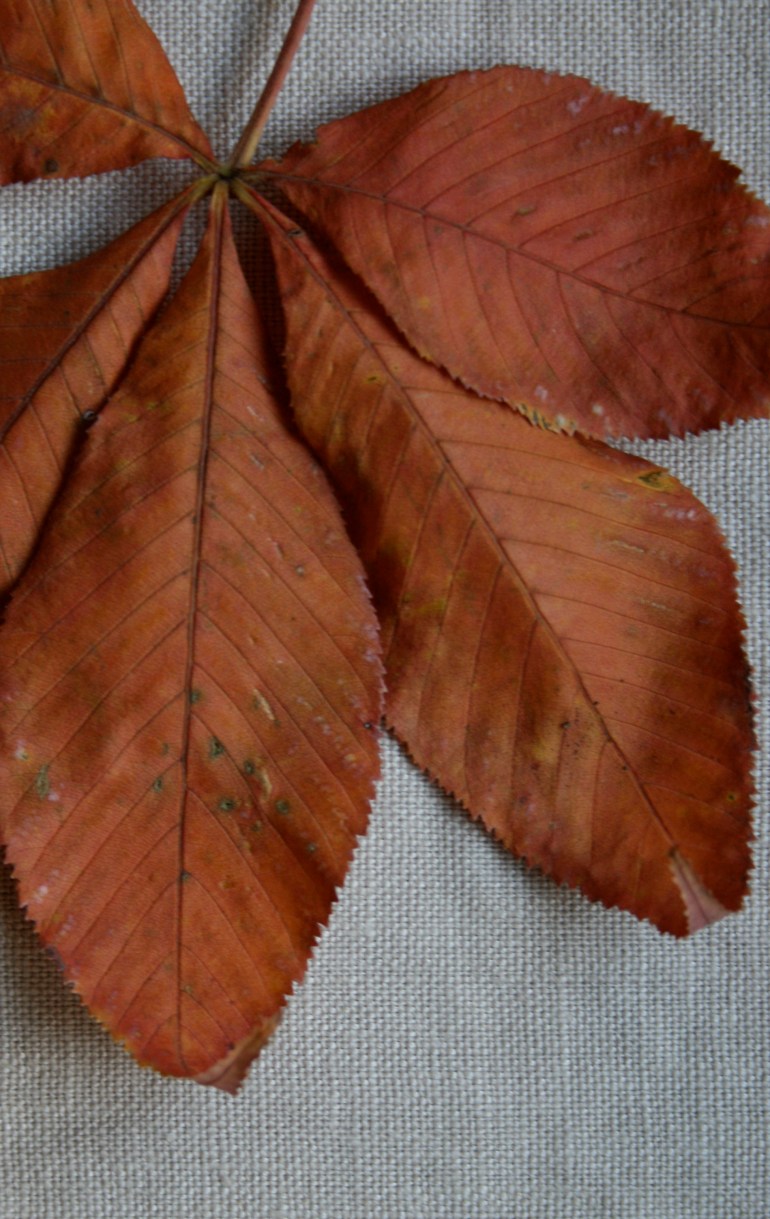 Autumn in darker shades