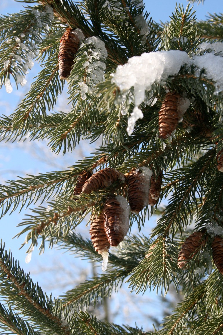 Shopping in the garden
