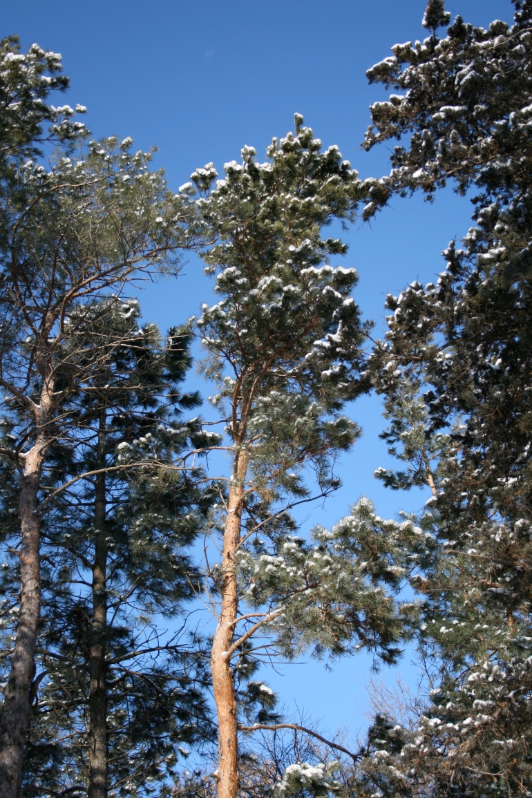 Snow on the tree tops