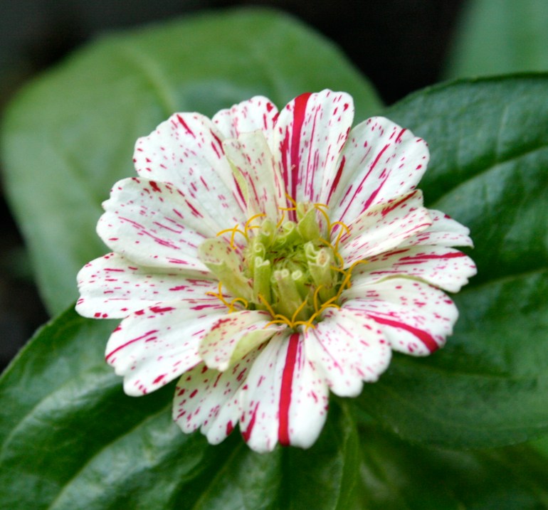 Peppermint striped zinnia