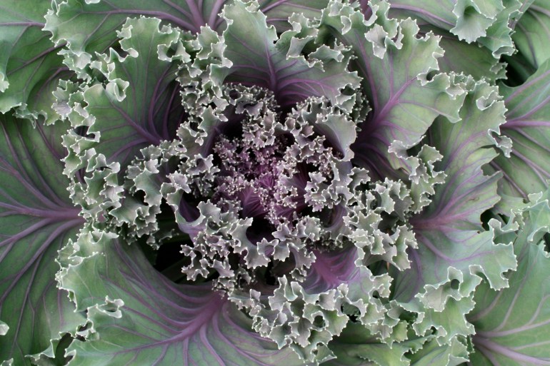 Ornamental Kale