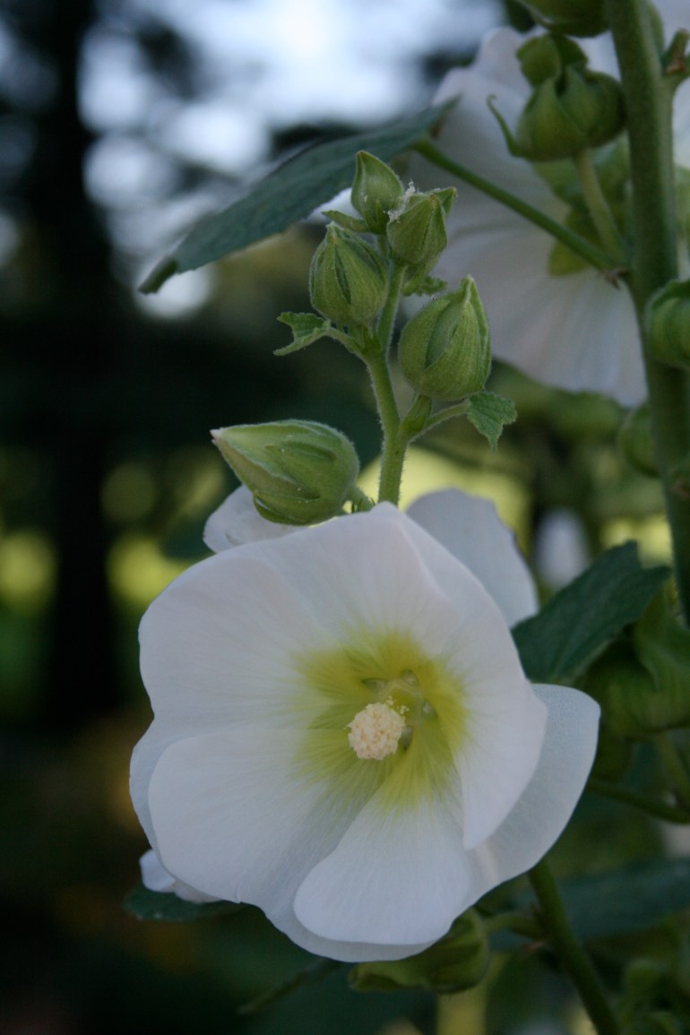 Hollyhock