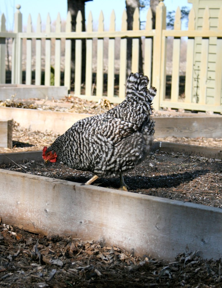Spring garden chores